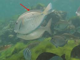 Image result for Acanthurus chirurgus