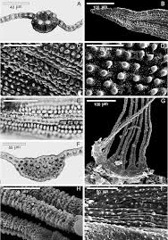 Attēlu rezultāti vaicājumam “Didymodon rigidulus sporophyte”