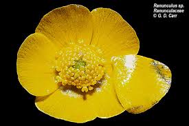 Attēlu rezultāti vaicājumam “Ranunculaceae”