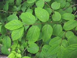 Attēlu rezultāti vaicājumam “Lonicera xylosteum leaf”