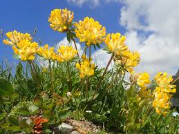 Image result for Anthyllis vulneraria