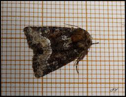 Attēlu rezultāti vaicājumam “Oligia sp.”