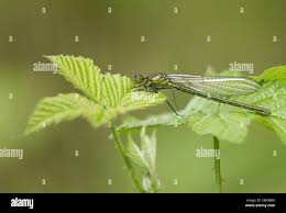 Attēlu rezultāti vaicājumam “Enallagma cyathigerum female”