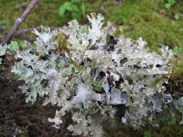 Attēlu rezultāti vaicājumam “Platismatia glauca”