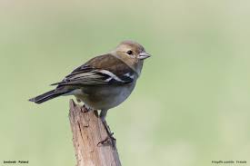 Attēlu rezultāti vaicājumam “Fringilla coelebs female”