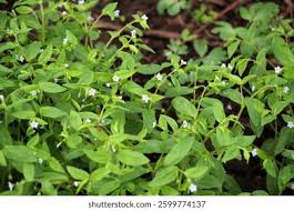 Attēlu rezultāti vaicājumam “Myosotis sparsiflora”