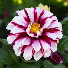 Image result for Dahlia x pinnata `Redskin`