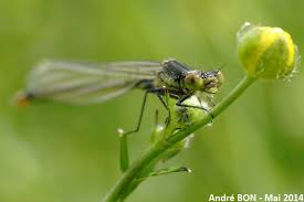 Attēlu rezultāti vaicājumam “Erythromma najas”