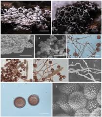Attēlu rezultāti vaicājumam “Diderma ochraceum spores”