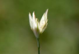 Attēlu rezultāti vaicājumam “Rhynchospora alba flower”