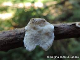 Attēlu rezultāti vaicājumam “Antrodiella semisupina”