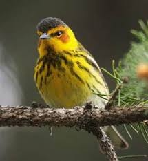 Image result for Dendroica tigrina