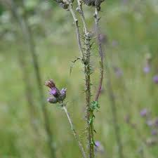 Attēlu rezultāti vaicājumam “Cirsium palustre flower”