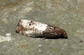 Attēlu rezultāti vaicājumam “Notocelia roborana”