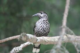 Image result for Nucifraga caryocatactes