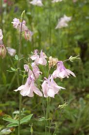 Image result for Akelei