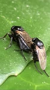 Attēlu rezultāti vaicājumam “Phoridae”