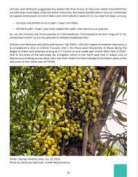 Attēlu rezultāti vaicājumam “Galium schultesii fruit”