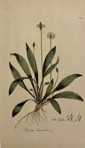 Attēlu rezultāti vaicājumam “Plantago lanceolata”