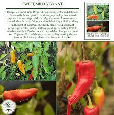 Afbeeldingsresultaat voor hungarian sweet apple sweet pepper