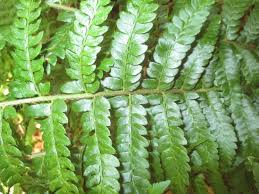 Attēlu rezultāti vaicājumam “Polystichum braunii”