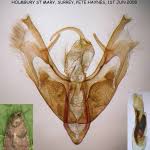 Attēlu rezultāti vaicājumam “Rusina ferruginea male”