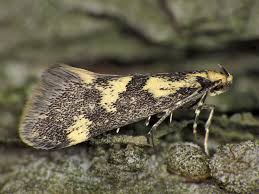 Attēlu rezultāti vaicājumam “Denisia similella”