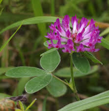 Attēlu rezultāti vaicājumam “Trifolium medium flower”