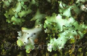 Attēlu rezultāti vaicājumam “Lobaria amplissima”