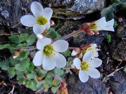 Attēlu rezultāti vaicājumam “Saxifraga granulata leaf”