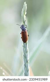 Attēlu rezultāti vaicājumam “Pseudocistela ceramboides”