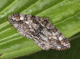 Attēlu rezultāti vaicājumam “Cleora cinctaria”