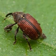 Attēlu rezultāti vaicājumam “Anthonomus phyllocola”