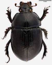 Attēlu rezultāti vaicājumam “Geotrupes”