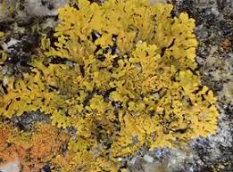 Attēlu rezultāti vaicājumam “Xanthoria fulva”