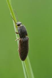 Attēlu rezultāti vaicājumam “Athous sp.”