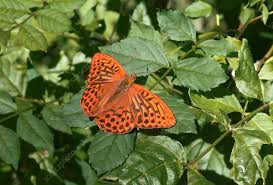 Attēlu rezultāti vaicājumam “Clossiana euphrosyne upperside”