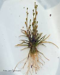 Attēlu rezultāti vaicājumam “Subularia aquatica”