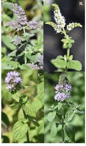 Attēlu rezultāti vaicājumam “Mentha spicata flower”
