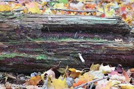 Attēlu rezultāti vaicājumam “Cribraria vulgaris stalked”