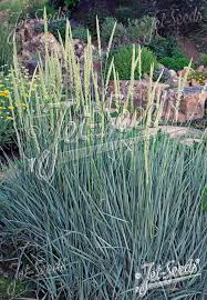 Attēlu rezultāti vaicājumam “Leymus arenarius”