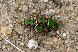 Attēlu rezultāti vaicājumam “Cicindela campestris imago”