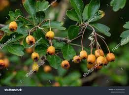 Attēlu rezultāti vaicājumam “Crataegus submollis fruit”