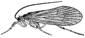Attēlu rezultāti vaicājumam “Trichoptera”