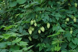 Attēlu rezultāti vaicājumam “Humulus lupulus leaf”