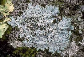 Attēlu rezultāti vaicājumam “Physcia aipolia”