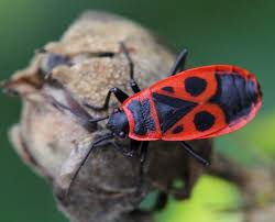 Attēlu rezultāti vaicājumam “Pyrrhocoris apterus”