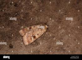 Attēlu rezultāti vaicājumam “Diarsia florida”