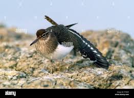 Attēlu rezultāti vaicājumam “Actitis hypoleucos”