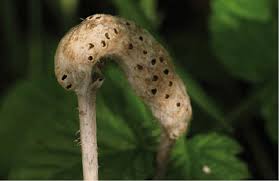 Attēlu rezultāti vaicājumam “Diastrophus rubi”